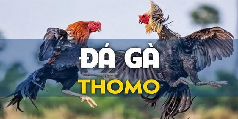 Tìm hiểu về đá gà Thomo tại nhà cái ABC8 là gì?